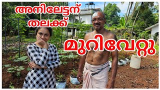 അനിലേട്ടന് അപകടം പറ്റിVillage CookingMathanga ErisseryVegetable HarvestKrishi Agriculture [upl. by Alauqahs]