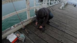 QUEENSCLIFF GEELONG SQUID FISHING [upl. by Raphaela]