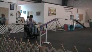 Dog Agility class with handler using power wheelchair [upl. by Aymik829]