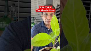 ASHITABAThe Wonder Plant superfood improvementalhealth food viralvideo [upl. by Patterman]