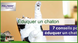 Les Meilleures Astuces pour Éduquer Votre Chaton en Un Rien de Temps [upl. by Airemaj582]