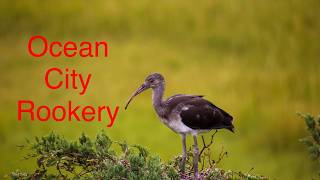 Ocean City Rookery white ibises [upl. by Unni]