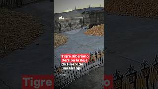 Tigre siberiano derriba la reja de hierro de una granja nmas china tigre shorts [upl. by Shulamith]