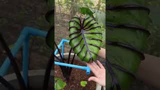 Plant Tour  Colocasia Pharaohs Mask mature leaf thefirstplant [upl. by Sclater]