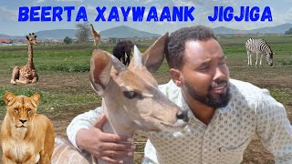 BEERTA XAYAWAAN EE JIGJIGA 2024 [upl. by Foy]