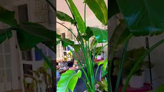 Bird of Paradise Plant gardening plant birdofparadise houseplants diygardening [upl. by Tahpos399]