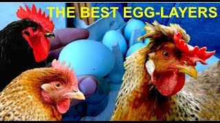 Top10 Best EggLayers of all CHICKEN BREEDS with Cream Legbar Marans Araucana Leghorn eggs [upl. by Krishnah]