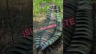 💎 LA ARTHROPLEURA El CIENPIES Gigante de la Prehistoria 🌎 [upl. by Baptista]