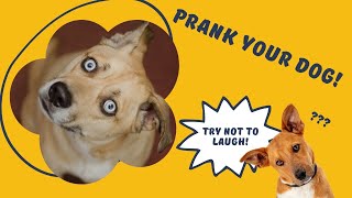 Sounds That Make Your Dog Tilt Their Head 🐶 Prank Your Dog with the Sounds That Dogs Love [upl. by Devine]