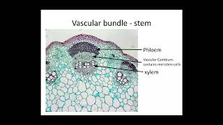 Plant Transport OCR A Level Biology 33 [upl. by Graehme]