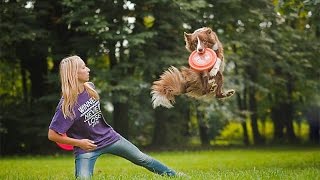 VENTO Border Collie  12 months  agility frisbee amp tricks [upl. by Sesom]