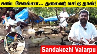 மூன்றாம் தலைமுறை🐓 sandakozhi valarpu  சண்டசேவல்னா தலைவர் செட்டு தான் 🐔 Moravasal  sandai seval [upl. by Canute]