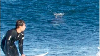 Great white shark chases surfers up rockshelf in Australia [upl. by Bara]