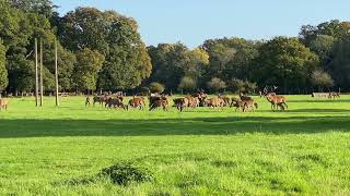 Edelherten en hindes in het New Forest National Park in Engeland [upl. by Adda]