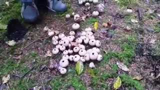 Stepping on Puffball Mushrooms  Natures Little Smoke Bombs  1080HD [upl. by Schug823]