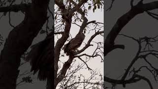 Verreauxs eagleowl taking to the air southafrica birds animals wildlife [upl. by Sawyere]