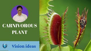 Carnivorous Plant carnivorousplant [upl. by Aned]