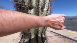 🌵Saguaro of the Day🌵 MISTER CACTUS FACE 😆 Has a Nice Mountain View on La Cañada Dr 🌞💕 [upl. by Leind]