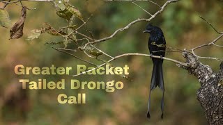 Racket Tailed Drongo Call  Greater Racket tailed Drongo Call [upl. by Riobard]