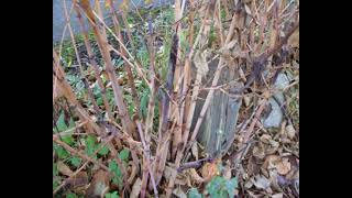 IVMs November Japanese Knotweed Identification Photos [upl. by Samantha]