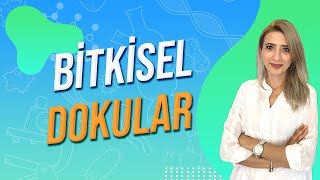 BİTKİSEL DOKULAR  Seda Hoca Biyoloji 🧬 [upl. by Pantin]