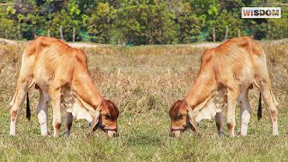 cow day for our rural life  simple life but peacful [upl. by Zumwalt486]