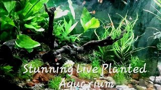 Live Planted Fish Tank  Absolutely Stunning [upl. by Negaem220]