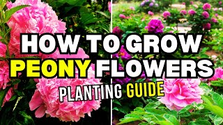 Master the Art of Growing and Caring for Peonies  Peony Info and Care [upl. by Ysnat]