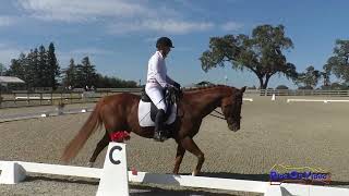 333D Sharyn Simmons on Dylan Open Starter Dressage Woodside October 2024 [upl. by Eramat]