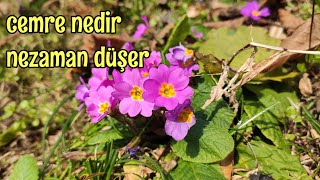 Cemre nedir nasıl düşer [upl. by Otilia]