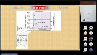 Physio Propagation of action potential amp neuromuscular junction by Dr Ahmad Alsinnari [upl. by Stella6]