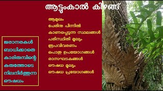 ആട്ടുംകാൽ കിഴങ്ങ് ആട്ടുകാൽ കിഴങ്ങ് പടന്നൽ പന്ന തുടീംപാളകിഴങ്ങ് കിരീടപ്പന്നൽ തുടിമ്പാളക്കിഴങ്ങ് [upl. by Eemyaj]