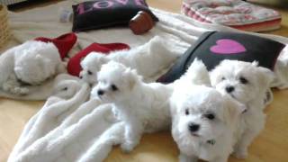 Maltese Puppies at 8 Weeksmp4 [upl. by Eirena]