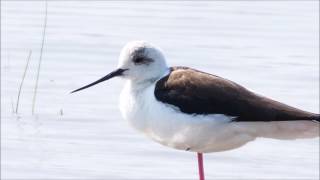 Vogels in de zoutpannen Lesbos 2017 Birds in the small Saltpans pool Lesvos birding 2017 [upl. by Pollyanna]