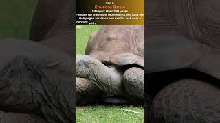 Top 10 animals with the longest lifespan shortvideo top10 animals wildlife [upl. by Lodmilla]