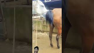 horse horselover equestrian animals horseriding duetz comedyfilms animaltv funnycomedy cow [upl. by Kahl167]