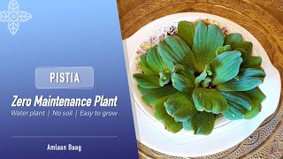 Pistia  Zero Maintenance Plant  Water Plant No Soil Easy to Grow [upl. by Akoek]