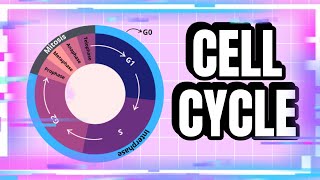 The Steps in the Cell Cycle Explained biology cellcycle cellbiology cell [upl. by Enelyad168]