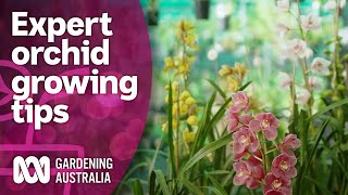 Meeting an orchid grower with a massive collection  Discovery  Gardening Australia [upl. by Ataga986]