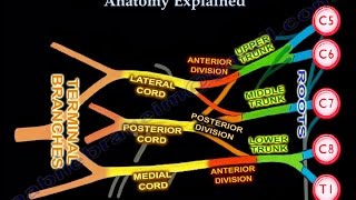 Brachial Plexus Brachial Plexus anatomy [upl. by Raamal]