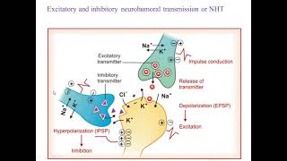 Neurohumoral transmission [upl. by Jabe]