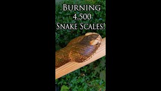 Burning 4500 Snake Scales shorts [upl. by Nauqad]