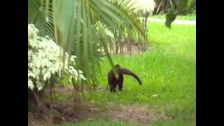 Coatimundi at NOW Sapphire Resort Cancun Mexico [upl. by Erminna]