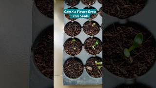 Grow Gazania Flower From Seeds gazania shorts winterflowers [upl. by Supat]