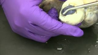 Preserved cow eye dissection Part 4 Back of eye brain and cleanup [upl. by Weslee363]