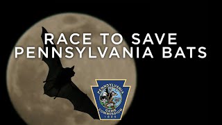 Race to Save Pennsylvania Bats [upl. by Adnil]