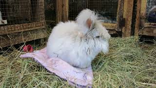 Fluffernutter Peanutbutter English Angora Rabbit [upl. by Kellby87]