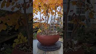 Koelreutaria paniculata bonsai forest in beautiful colors [upl. by Nehgaem748]