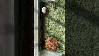 PacMan frog eat hamster live feeding [upl. by Zilvia]