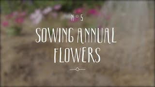 Sowing annual flowers and making them bloom [upl. by Aeniah]